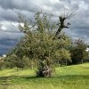 35_wehntaler Hagöpfel4